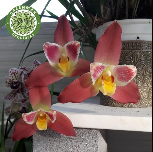 Orquídeas Híbridos
